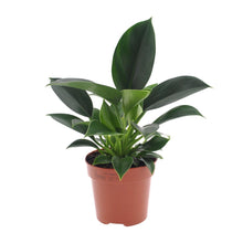 Kamerplant - Philodendron Green Princess - Pot Ø 12cm Hoogte ↕ 25cm