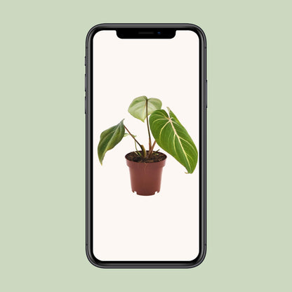 Kamerplant - Philodendron Selloum Atom - Pot Ø 12cm Hoogte ↕ 25cm