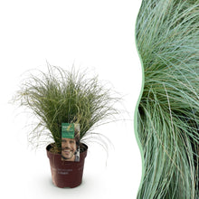 Buitenplant - Carex comans 'Frosted Curls' - Winterhard - Pot Ø 17cm Hoogte ↕ 50cm