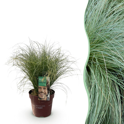 Buitenplant - Carex comans 'Frosted Curls' - Winterhard - Pot Ø 17cm Hoogte ↕ 50cm