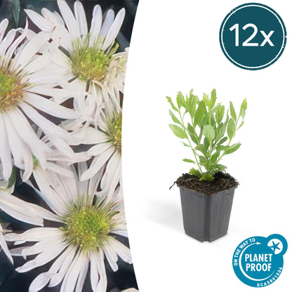 Buitenplant 12x Aster ageratoides 'Ashvi' - Bloeiend - Pot Ø 9cm Hoogte ↕ 10-25cm
