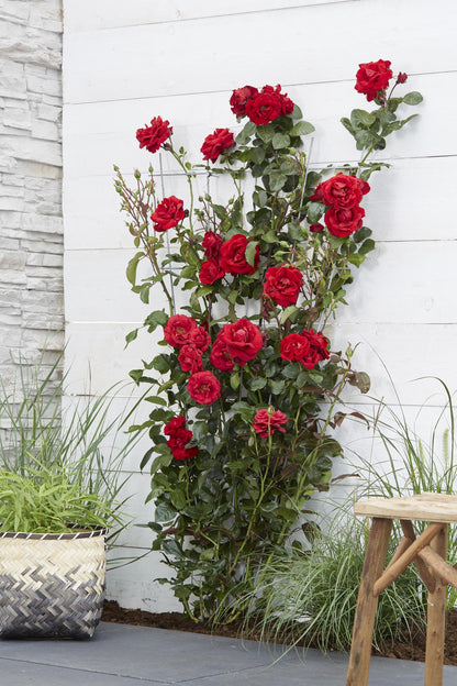 Buitenplant - Rosa Crazy in Love 'Red' - Rode Roos - Bloeiend - Pot Ø 15cm Hoogte ↕ 65cm