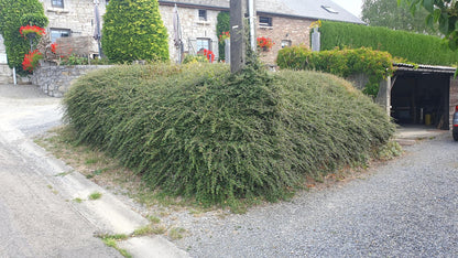 Buitenplant 60x Cotoneaster suec. 'Coral Beauty' - Pot Ø 9cm Hoogte ↕ 10-25cm