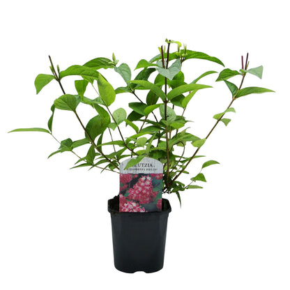Buitenplant - Deutzia hybrida 'Strawberry Fields' - Bloeiend - Pot Ø 17cm Hoogte ↕ 45cm
