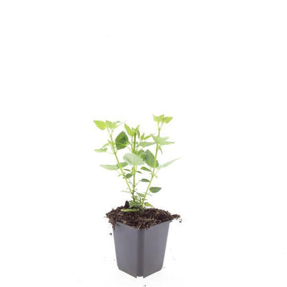 Buitenplant 48x Agastache 'Blue Fortune' - Bloeiend - Pot Ø 9cm Hoogte ↕ 10-25cm