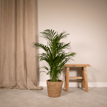 Kamerplant - Areca Palm - Pot Ø 17cm Hoogte ↕ 70cm