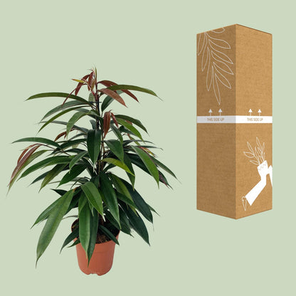 Kamerplant - Ficus Binnendijkii 'Amstel King' - Pot Ø 17cm Hoogte ↕ 75cm