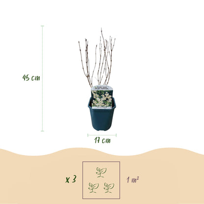 Buitenplant - Deutzia gracilis - Bloeiend - Pot Ø 17cm Hoogte ↕ 45cm