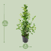 Kamerplant - Ficus microcarpa Moclame - Pot Ø 21cm Hoogte ↕ 95cm