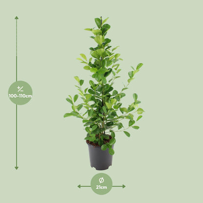 Kamerplant - Ficus microcarpa Moclame - Pot Ø 21cm Hoogte ↕ 95cm
