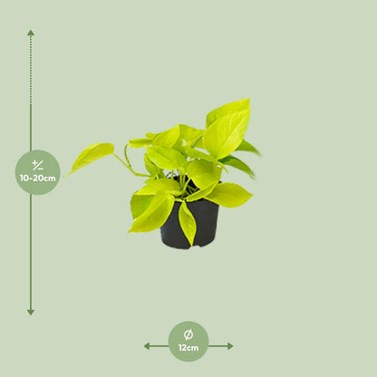 Kamerplant - Epipremnum Golden Pothos - Pot Ø 12cm Hoogte ↕ 15cm