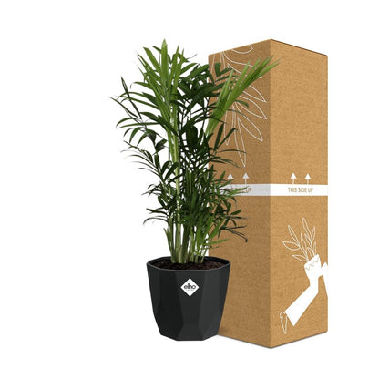 Kamerplant - Chamaedorea Elegans - Pot Ø 14cm