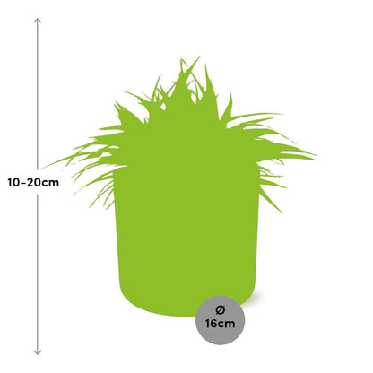 Kamerplant - Chlorophytum Ocean - Pot Ø 16cm Hoogte ↕ 15cm
