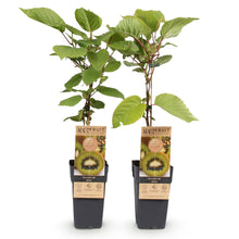 Buitenplant - Actinidia deliciosa Jenny - Groene Kiwi 2 planten - Pot Ø 15cm Hoogte ↕ 50cm