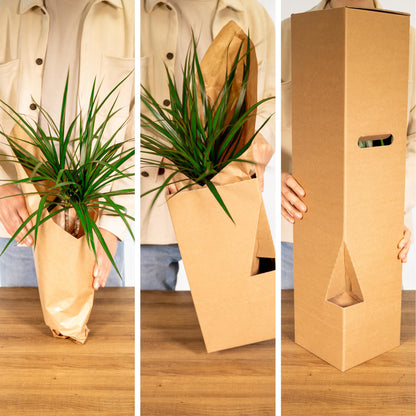Buitenplant 8x Buitenbeentjesbox - Pot Ø 12cm