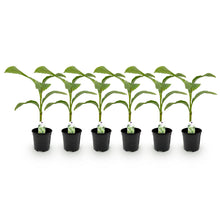 Buitenplant 6x Musa Basjoo - Winterhard - Pot Ø 17cm Hoogte ↕ 40cm