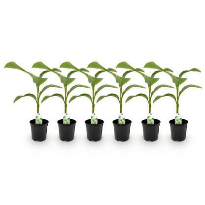 Buitenplant 6x Musa Basjoo - Winterhard - Pot Ø 17cm Hoogte ↕ 40cm
