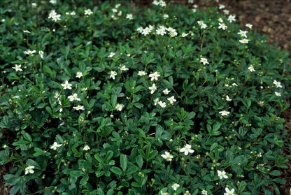 Buitenplant 6x Potentilla tridentata 'Nuuk' - Winterhard - Pot Ø 9cm Hoogte ↕ 10-25cm