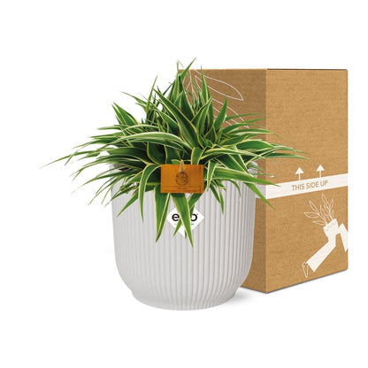 Kamerplant - Chlorophytum Ocean - Pot Ø 16cm Hoogte ↕ 15cm