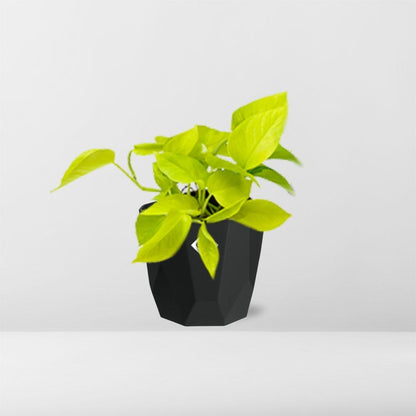 Kamerplant - Epipremnum Pinnatum 'Golden Pothos' - Hangplant - Pot Ø 14cm