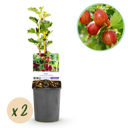 Buitenplant 2x Ribes uva-crispa 'Hinnomäki Röd' - Kruisbes - Pot Ø 11cm Hoogte ↕ 40cm