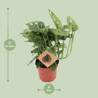 Kamerplant - Monstera Monkey - Pot Ø 12cm Hoogte ↕ 30cm