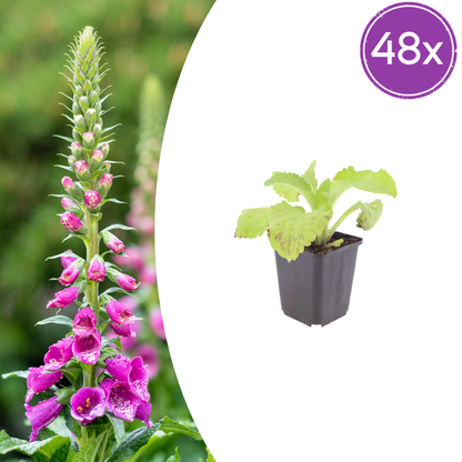 Buitenplant 48x Digitalis purpurea - Bloeiend - Pot Ø 9cm Hoogte ↕ 10-25cm
