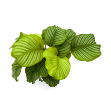 Kamerplant - Calathea Orbifolia - Pot Ø 27cm Hoogte ↕ 70-90cm