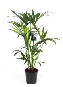 Kamerplant - Howea Forsteriana - Pot Ø 19cm Hoogte ↕ 80cm