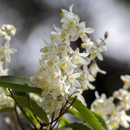Buitenplant - Deutzia gracilis - Bloeiend - Pot Ø 17cm Hoogte ↕ 45cm