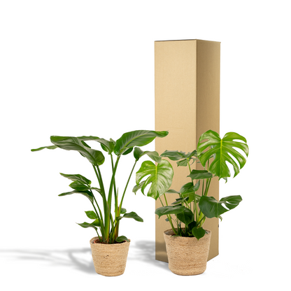 Kamerplanten set - Strelitzia Nicolai + Monstera Deliciosa - Inclusief siermand