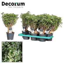 Kamerplant - Polyscias Hawaiiana Ming Gold Bonsai - Pot Ø 14cm Hoogte ↕ 40cm