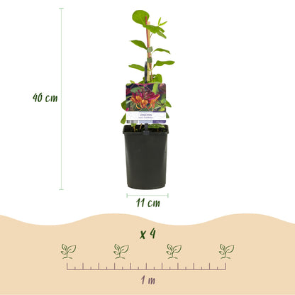 Buitenplant 2x Lonicera heckrottii 'Goldflame' - Kamperfoelie - Bloeiend - Pot Ø 11cm Hoogte ↕ 40cm
