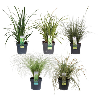 Buitenplant 5x Carex mix - Pot Ø 14cm Hoogte ↕ 30cm
