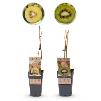 Buitenplant - Actinidia deliciosa Jenny & Golden Kiwi - Fruitplant 2 planten - Pot Ø 15cm Hoogte ↕ 50cm