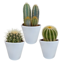 Kamerplant 3x Cactus mix - Inclusief witte sierpot - Pot Ø 8.5cm