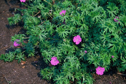 Buitenplant 12x Geranium 'Tiny Monster' - Vaste plant, Winterhard, Bloeiend - Pot Ø 9cm Hoogte ↕ 25cm
