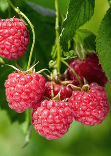 Buitenplant - Rubus idaeus 'Malling Promise' - Framboos - Pot Ø 13cm Hoogte ↕ 45cm