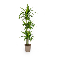 XL Kamerplant - Dracaena Deremensis Lisa - Pot Ø 24cm Hoogte ↕ 130-150cm