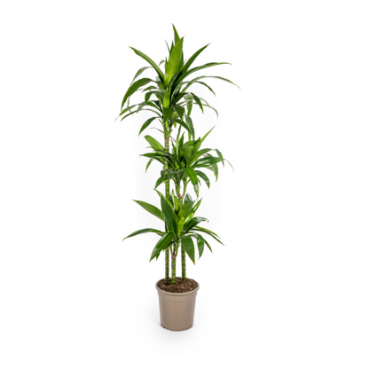 XL Kamerplant - Dracaena Deremensis Lisa - Pot Ø 24cm Hoogte ↕ 130-150cm
