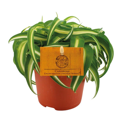 Kamerplant - Chlorophytum Bonnie - Luchtzuiverend - Pot Ø 11cm Hoogte ↕ 15cm