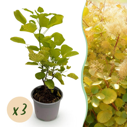 Buitenplant 3x Cotinus coggygria 'Golden Spirit' - Pot Ø 12cm Hoogte ↕ 35cm