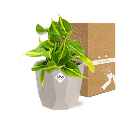 Kamerplant - Philodendron Scandens 'Brasil' - Hangplant - Pot Ø 14cm