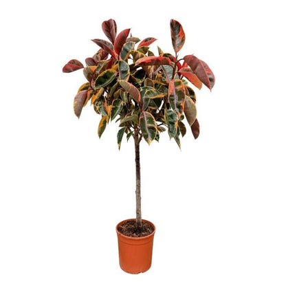 XL Kamerplant - Ficus Elastica Belize op stam - Pot Ø 24cm Hoogte ↕ 130cm