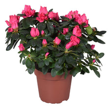 Kamerplant - Azalea Nordlicht Vogel - Bloeiend - Pot Ø 14cm Hoogte ↕ 35cm