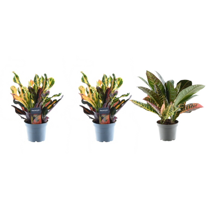 Kamerplant 3x Croton Codiaeum mix - Pot Ø 12cm Hoogte ↕ 30cm