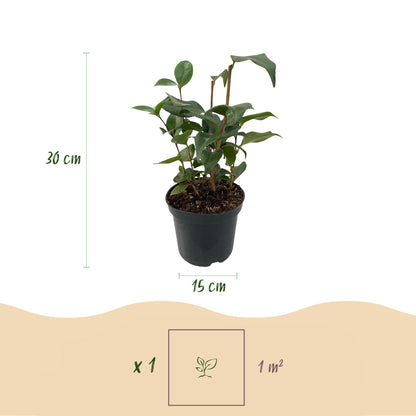 Buitenplant - Camellia japonica 'Tricolour' - Bloeiend, Groenblijvend - Pot Ø 15cm Hoogte ↕ 30cm
