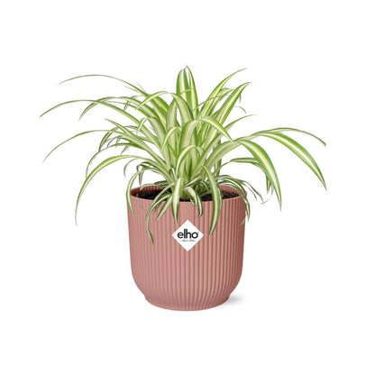 Kamerplant - Chlorophytum Comosum Variegatum - Pot Ø 14cm Hoogte ↕ 25cm