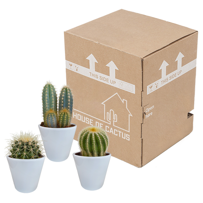 Kamerplant 3x Cactus mix - Inclusief witte sierpot - Pot Ø 8.5cm