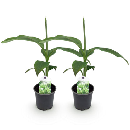 Buitenplant 2x Musa Basjoo - Winterhard - Pot Ø 12cm Hoogte ↕ 30cm